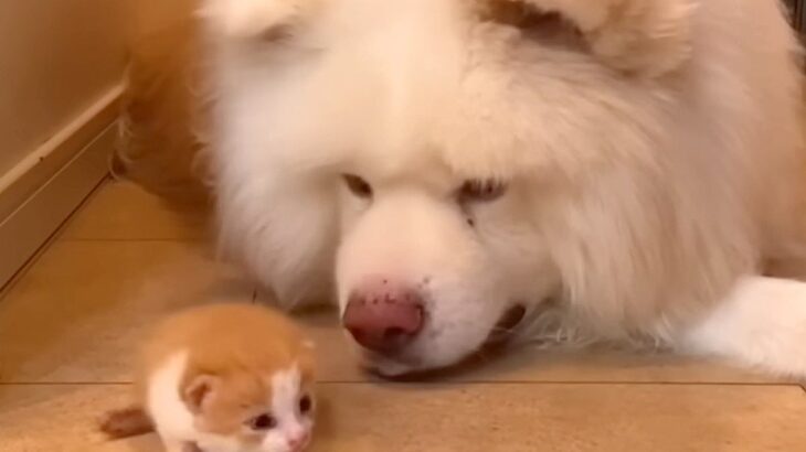 拾われた赤ちゃん猫が『秋田犬に育てられた』結果→1年後…『まるで親子のような光景』が181万再生「ふたりとも可愛い」「懐の深さに感動」(ブログ)