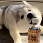 ペットボトルを目の前にしたハスキーの子犬→なぜかビビり散らかし…まさかの『敵認定する光景』に「かわいいｗ」「仕事の疲れ吹っ飛んだ」の声(ブログ)
