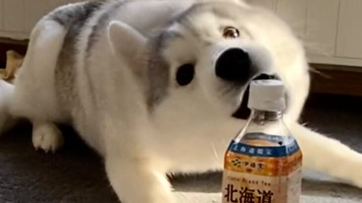ペットボトルを目の前にしたハスキーの子犬→なぜかビビり散らかし…まさかの『敵認定する光景』に「かわいいｗ」「仕事の疲れ吹っ飛んだ」の声(ブログ)