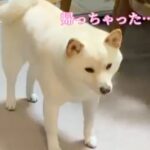 1週間ぶりに会った犬とお兄ちゃん→帰ってしまった結果、残された犬が…あまりにも切ない『泣ける光景』が83万再生「なんて健気」「表情が…」(ブログ)