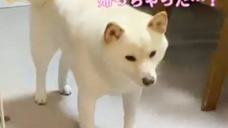 1週間ぶりに会った犬とお兄ちゃん→帰ってしまった結果、残された犬が…あまりにも切ない『泣ける光景』が83万再生「なんて健気」「表情が…」(ブログ)