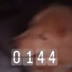深夜1時44分→寝ていたら、大型犬が枕元へ来て…笑うしかない『衝撃の行動』が628万再生「申し訳無さそうな顔してるの草」「可愛すぎｗ」(ブログ)