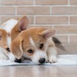 犬が『トイレに座ってしまう』心理5選　改善するためのトレーニング方法とは？(ブログ)