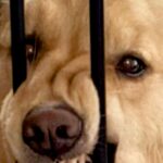 『家を間違えたかと思った』帰宅してドアを開けた瞬間…想像もしなかった『大型犬がしていた行動』に2万いいね「どういう感情ｗ」「顔ｗｗ」(ブログ)