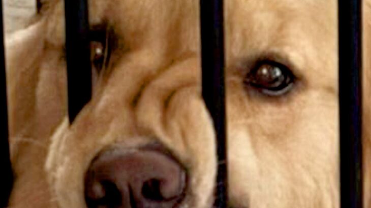 『家を間違えたかと思った』帰宅してドアを開けた瞬間…想像もしなかった『大型犬がしていた行動』に2万いいね「どういう感情ｗ」「顔ｗｗ」(ブログ)