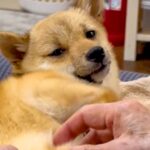 『亡くなると悲しいから…』犬を飼うことに反対していたおばあちゃん→ワンコを目の前にすると…泣けるほど尊い『素敵すぎる対応』に感動の声続々(ブログ)