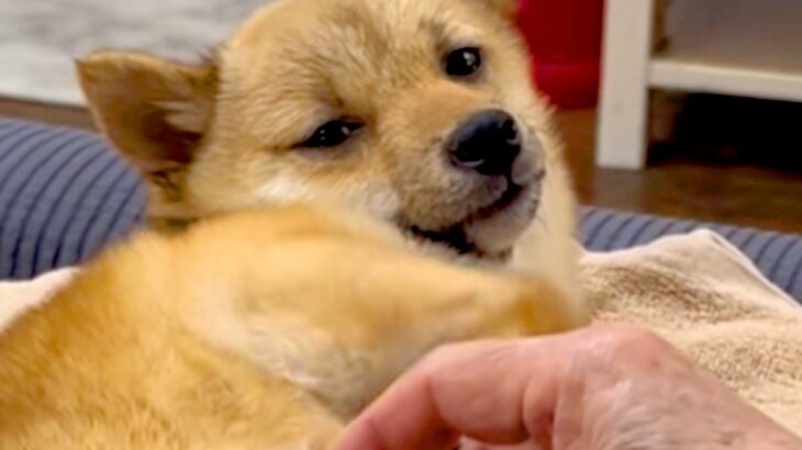 『亡くなると悲しいから…』犬を飼うことに反対していたおばあちゃん→ワンコを目の前にすると…泣けるほど尊い『素敵すぎる対応』に感動の声続々(ブログ)