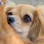 トリミングしたての犬が『仲良しの犬友』に会ったら…『みて～！』可愛すぎるアピールに5万いいね集まる「ちゃんと見せてる」「おめめうるうる」(ブログ)