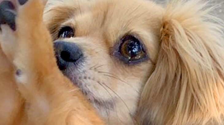 トリミングしたての犬が『仲良しの犬友』に会ったら…『みて～！』可愛すぎるアピールに5万いいね集まる「ちゃんと見せてる」「おめめうるうる」(ブログ)