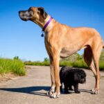 犬にまつわる『ギネス世界記録』５選　ワンコたちの信じられないレコードをご紹介(ブログ)