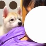 座椅子でウトウトしているパパ→構ってほしい『大型犬の赤ちゃん』が…我慢できなくて見せた『尊すぎる行動』に「秒で起きる」「羨ましい」と反響(ブログ)