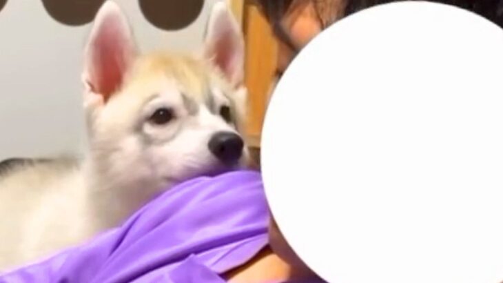 座椅子でウトウトしているパパ→構ってほしい『大型犬の赤ちゃん』が…我慢できなくて見せた『尊すぎる行動』に「秒で起きる」「羨ましい」と反響(ブログ)