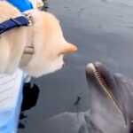 船の上で『犬とイルカが触れ合った』結果→怖がるかと思ったら…想定外だった『まさかの光景』に反響「もはや人間に見える」「種を超えた愛」(ブログ)