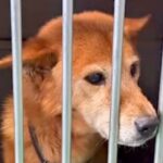 飼い主に捨てられても『６ヶ月間待ち続けた放浪犬』→処分寸前で救われて…涙腺崩壊する結末が7万再生「奇跡が起きた」「絶対に幸せに」と感動(ブログ)