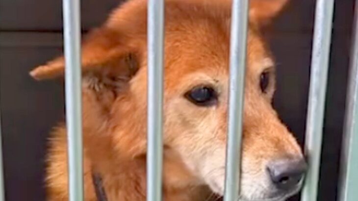 飼い主に捨てられても『６ヶ月間待ち続けた放浪犬』→処分寸前で救われて…涙腺崩壊する結末が7万再生「奇跡が起きた」「絶対に幸せに」と感動(ブログ)