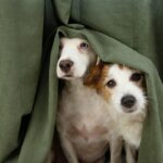 犬が『強風や雷雨』を怖がるときにすべきこと4つ　安心させる方法や急な天候不良への対策術まで(ブログ)