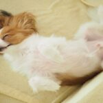 犬が『熟睡』している時のサイン４つ　心地よく眠ってもらうために飼い主ができることとは(ブログ)