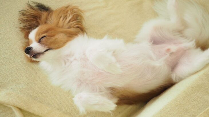 犬が『熟睡』している時のサイン４つ　心地よく眠ってもらうために飼い主ができることとは(ブログ)