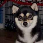 深夜1時、不審な物音で目を覚ますと犬が…想定以上に『ホラーな光景』が167万再生「見ましたね？って迫ってくるの好き」「ステップｗ」(ブログ)