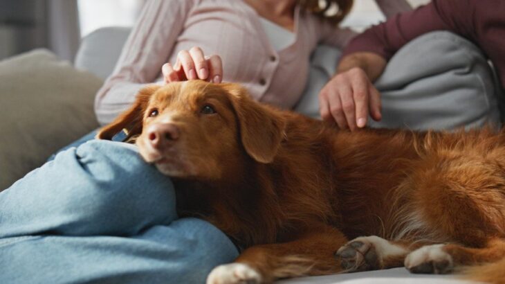 犬の『精神疾患』症状5選　愛犬の心が病んでいるときにみせる行動とは？(ブログ)