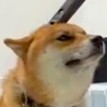 掃除機をかけていたら、犬が近づいてきて…完全に想定外だった『まさかの光景』が24万再生「吸われ待ちｗｗ」「もしやおもちゃ感覚？」と絶賛(ブログ)