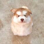 生後2ヵ月の大型犬の赤ちゃん→2年後…想像の上をいく『衝撃のビフォーアフター』に14万いいねの大反響「何倍？」「ポケモンレベルの進化ｗ」(ブログ)