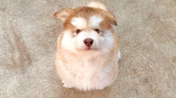 生後2ヵ月の大型犬の赤ちゃん→2年後…想像の上をいく『衝撃のビフォーアフター』に14万いいねの大反響「何倍？」「ポケモンレベルの進化ｗ」(ブログ)