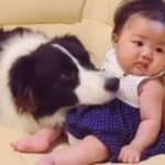 生後２ヶ月の赤ちゃんをペロペロする犬→集中しすぎた結果…まさかの『可愛すぎるハプニング』に「たまらん…」「かわいすぎて悶える」と反響(ブログ)