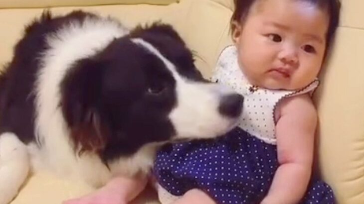 生後２ヶ月の赤ちゃんをペロペロする犬→集中しすぎた結果…まさかの『可愛すぎるハプニング』に「たまらん…」「かわいすぎて悶える」と反響(ブログ)