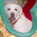 大型犬と一緒にメリーゴーランドに乗車→『楽しんでくれる』と思っていたら…『想像と違いすぎる展開』に「わかりやすｗ」「シュール」の声(ブログ)