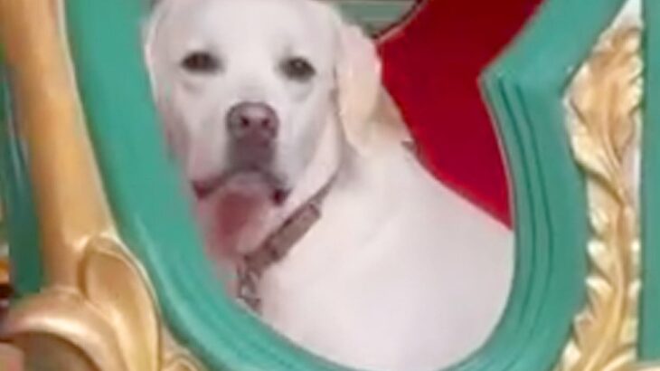 大型犬と一緒にメリーゴーランドに乗車→『楽しんでくれる』と思っていたら…『想像と違いすぎる展開』に「わかりやすｗ」「シュール」の声(ブログ)
