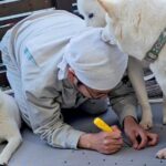 父が犬用の出入り口をDIY→家の中から呼んでみた結果…3匹が見せた『個性的な反応』が12万再生「邪魔かわいいｗ」「素晴らしい」と絶賛(ブログ)