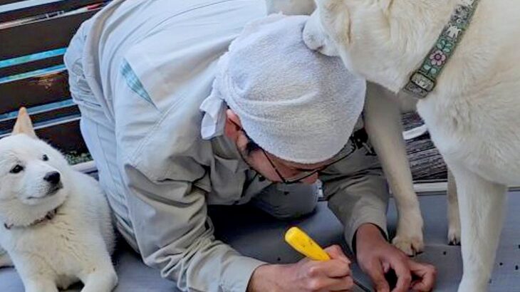 父が犬用の出入り口をDIY→家の中から呼んでみた結果…3匹が見せた『個性的な反応』が12万再生「邪魔かわいいｗ」「素晴らしい」と絶賛(ブログ)