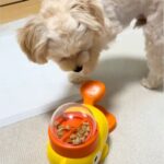 『レバーを押すとご飯が出るおもちゃ』で遊ぶ犬→食べるのかと思ったら…もはや人間のような『まさかの楽しみ方』が87万再生「犬生2周目？」(ブログ)