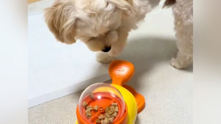 『レバーを押すとご飯が出るおもちゃ』で遊ぶ犬→食べるのかと思ったら…もはや人間のような『まさかの楽しみ方』が87万再生「犬生2周目？」(ブログ)