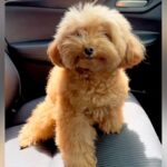 毛がもふもふに伸びた犬→『羊カットにしてほしい』とオーダーした結果…想像の上をいく『まさかの光景』が533万再生「ある意味完璧ｗ」と反響(ブログ)