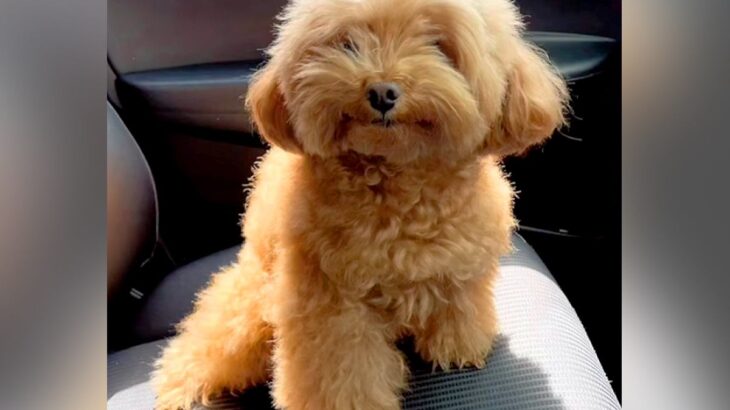 毛がもふもふに伸びた犬→『羊カットにしてほしい』とオーダーした結果…想像の上をいく『まさかの光景』が533万再生「ある意味完璧ｗ」と反響(ブログ)