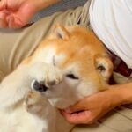 目薬が大嫌いな犬→パパの足の間で暴れていると…百発百中の『まさかの神ワザ』が143万再生「お手々が可愛すぎｗ」「素晴らしいコントロール」(ブログ)