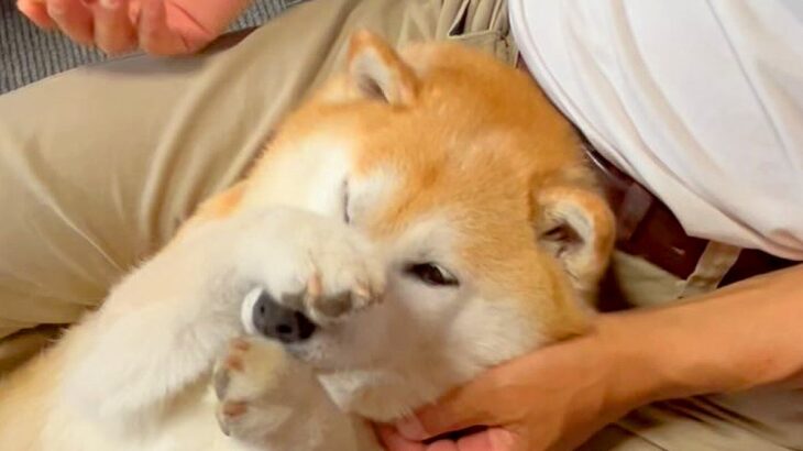 目薬が大嫌いな犬→パパの足の間で暴れていると…百発百中の『まさかの神ワザ』が143万再生「お手々が可愛すぎｗ」「素晴らしいコントロール」(ブログ)