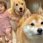 『お出かけできる』と勘違いした1歳の女の子と2匹の犬→玄関先で見せた『尊すぎる光景』が49万再生「幸せが渋滞してる」「平和やな」と悶絶(ブログ)