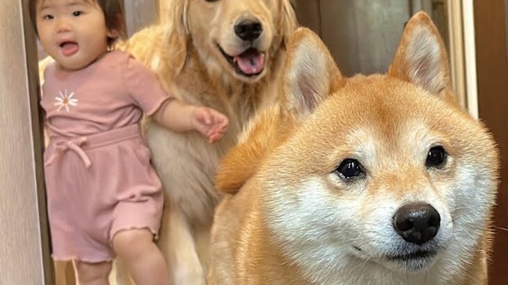 『お出かけできる』と勘違いした1歳の女の子と2匹の犬→玄関先で見せた『尊すぎる光景』が49万再生「幸せが渋滞してる」「平和やな」と悶絶(ブログ)