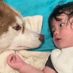 ママが家事をしているすきに、赤ちゃんと大型犬が…あまりにも尊い『母性が爆発している光景』が594万再生「素敵」「ずっと見てたい」と反響(ブログ)