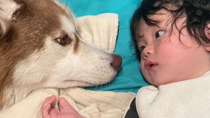 ママが家事をしているすきに、赤ちゃんと大型犬が…あまりにも尊い『母性が爆発している光景』が594万再生「素敵」「ずっと見てたい」と反響(ブログ)