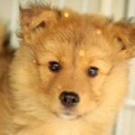 保健所にいた『体が小さくガリガリの赤ちゃん犬』を連れて帰った結果…1年後→思わず感動『泣ける成長』が37万再生「表情が…」「素敵」(ブログ)