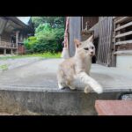 黒猫はツン、キジ白猫はデレ!? 神社で対照的すぎる猫たちに癒された🐱💕(YouTube)