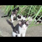 ハチワレママが5匹の子猫の子育てに奮闘する(YouTube)