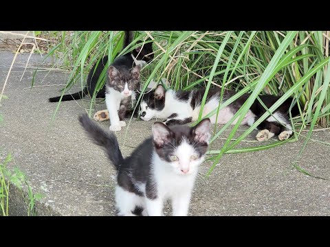 ハチワレママが5匹の子猫の子育てに奮闘する(YouTube)