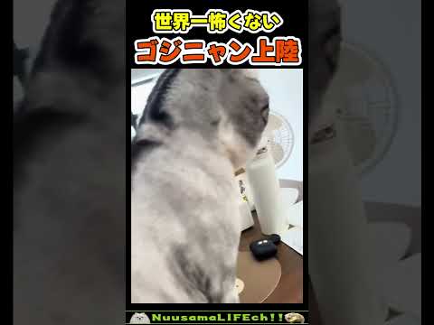 世界一怖くないゴジラ猫😂 【ゴジラネコ】#猫(YouTube)