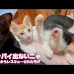 オッパイデニャイからヤメテ～にゃ  泥の中からレスキューされたモグ   2025 07 02 2(YouTube)