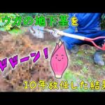 10年放任し続けた裏庭ミョウガの地下茎を掘り起こした結果がヤバすぎました‥【茗荷の植え替えDIY】(YouTube)